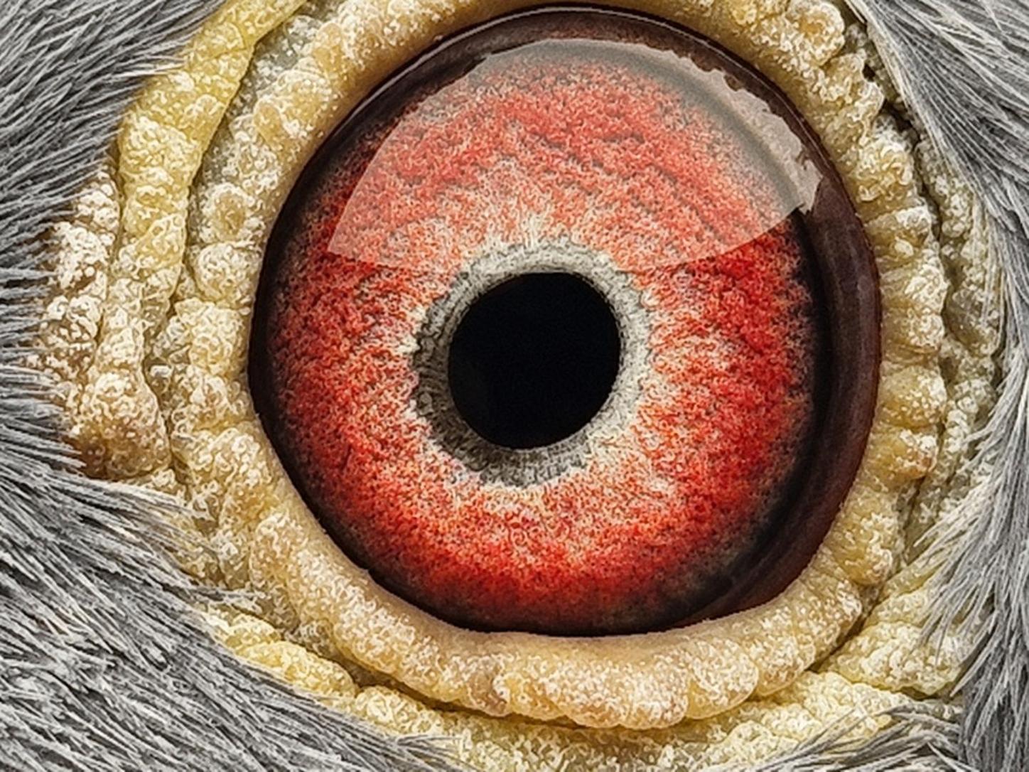 Pigeon eye
